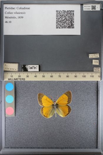 Media type: image;   Entomology 193862